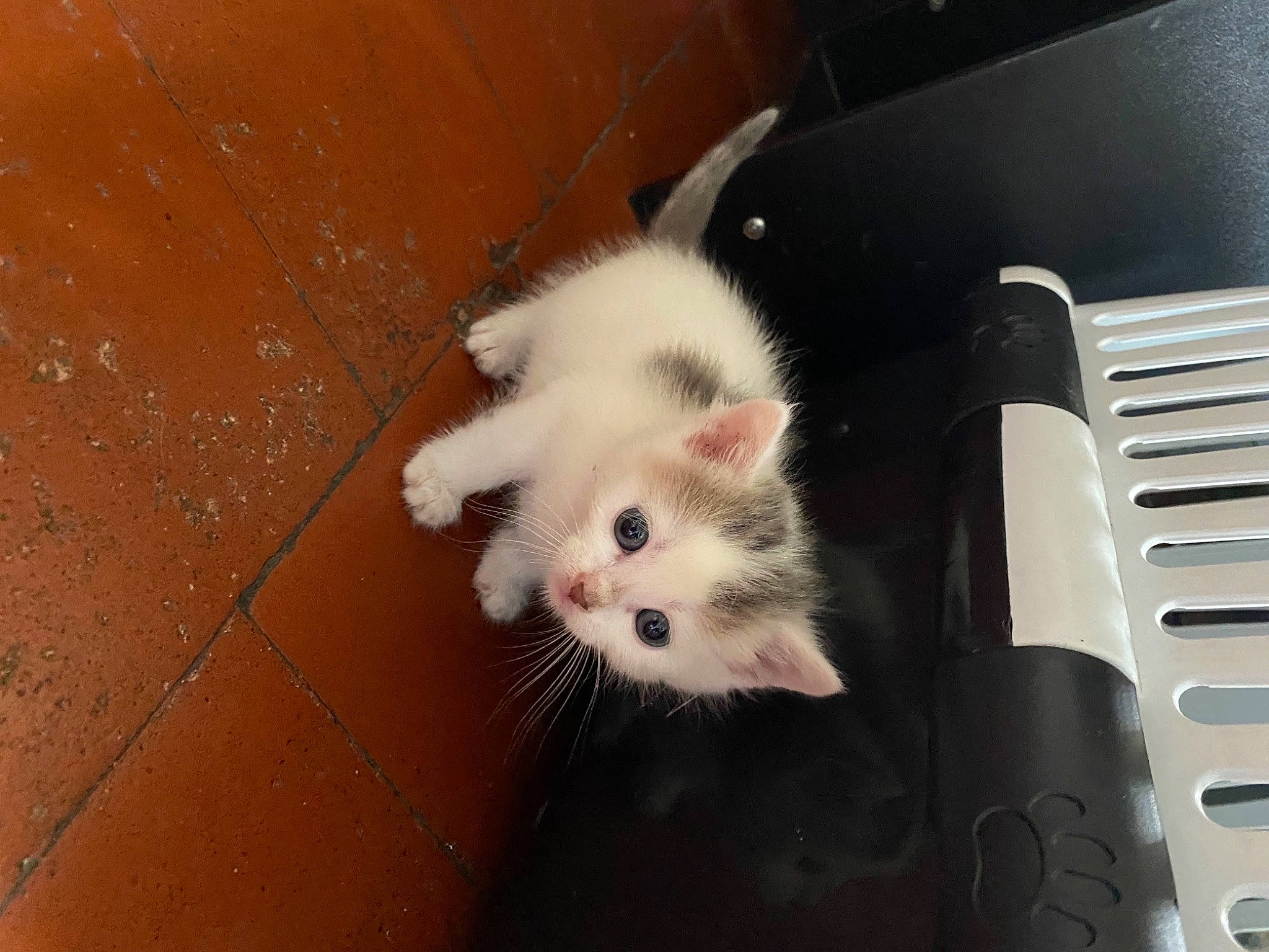 Rasta a rejoint le concours — aidez-le/la à gagner de superbes lots ! carnivore, cat, domestic_long_haired_cat, domestic_short_haired_cat, felidae, khao_manee, kitten, mammal, ojos_azules, ragamuffin, ragdoll, small_to_medium_sized_cats, turkish_angora, turkish_van, whiskers