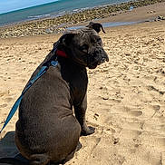 Alba a rejoint le concours — aidez-le/la à gagner de superbes lots ! animal, beach, canine, collar, daytime, dog, leash, looking_back, nature, outdoor, pet, relaxation, rock, sand, sea, shoreline, sitting, sky, sunny, water
