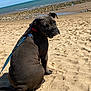 animal, beach, canine, collar, daytime, dog, leash, looking_back, nature, outdoor, pet, relaxation, rock, sand, sea, shoreline, sitting, sky, sunny, water