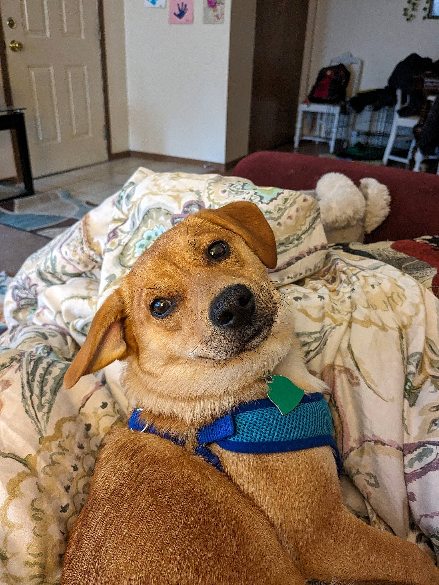 Koda is registered to the contest to win money with this photo: cabinetry, canidae, carnivore, chair, collar, comfort, companion_dog, dog, dog_breed, dog_supply, fawn, fur, linens, picture_frame, retriever, room, snout, sporting_group, whiskers, working_animal