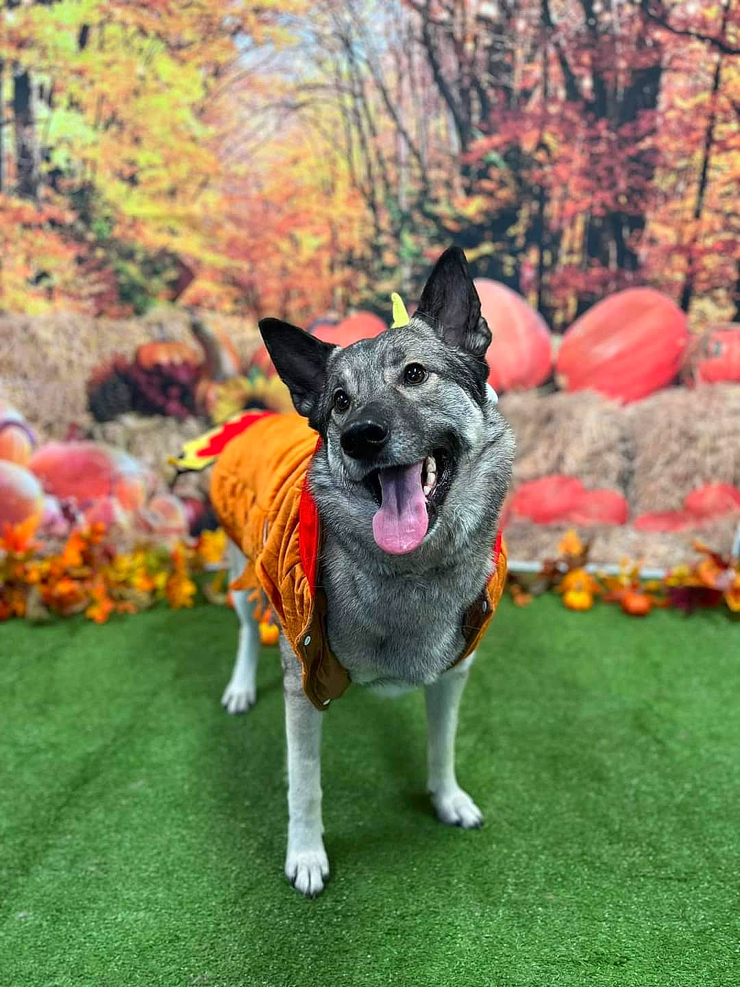 Jojo joined the competition — help win amazing prizes! autumn, canidae, carnivore, collar, companion_dog, dog, dog_breed, dog_supply, fawn, flower, garden, grass, plant, recreation, snout, sporting_group, tail, tree, walking, working_dog