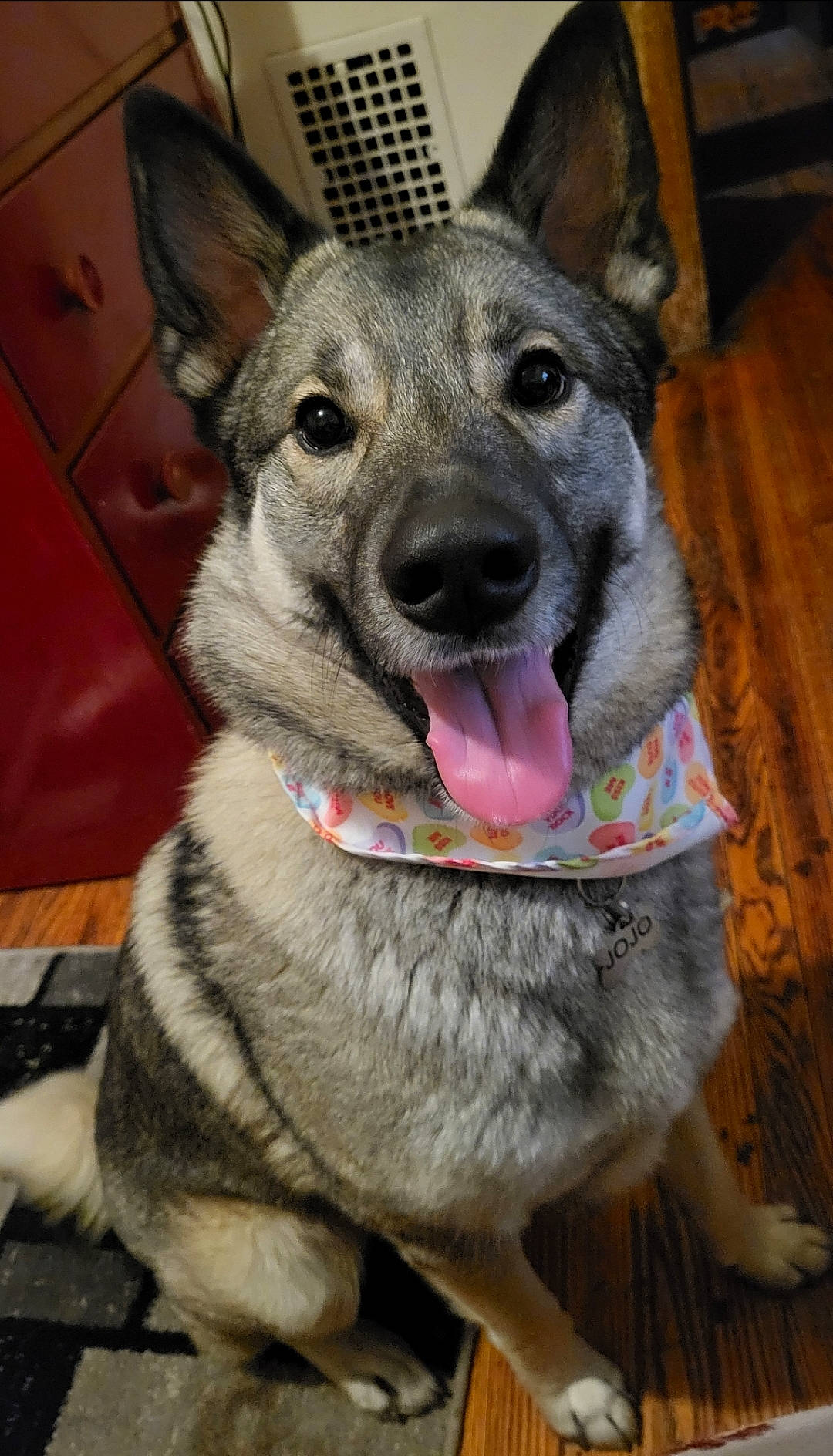 Jojo is registered to the contest to win money with this photo: canidae, carnivore, collar, companion_dog, dog, dog_breed, dog_collar, dog_supply, east_european_shepherd, fawn, fur, herding_dog, jaw, leash, pet_supply, snout, sporting_group, whiskers, working_animal, working_dog