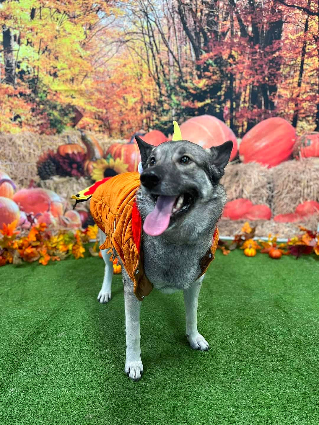Jojo is registered to the contest to win money with this photo: annual_plant, canidae, carnivore, collar, companion_dog, dog, dog_breed, dog_supply, fawn, flower, garden, grass, guard_dog, leaf, plant, shrub, sporting_group, tail, tree, working_animal