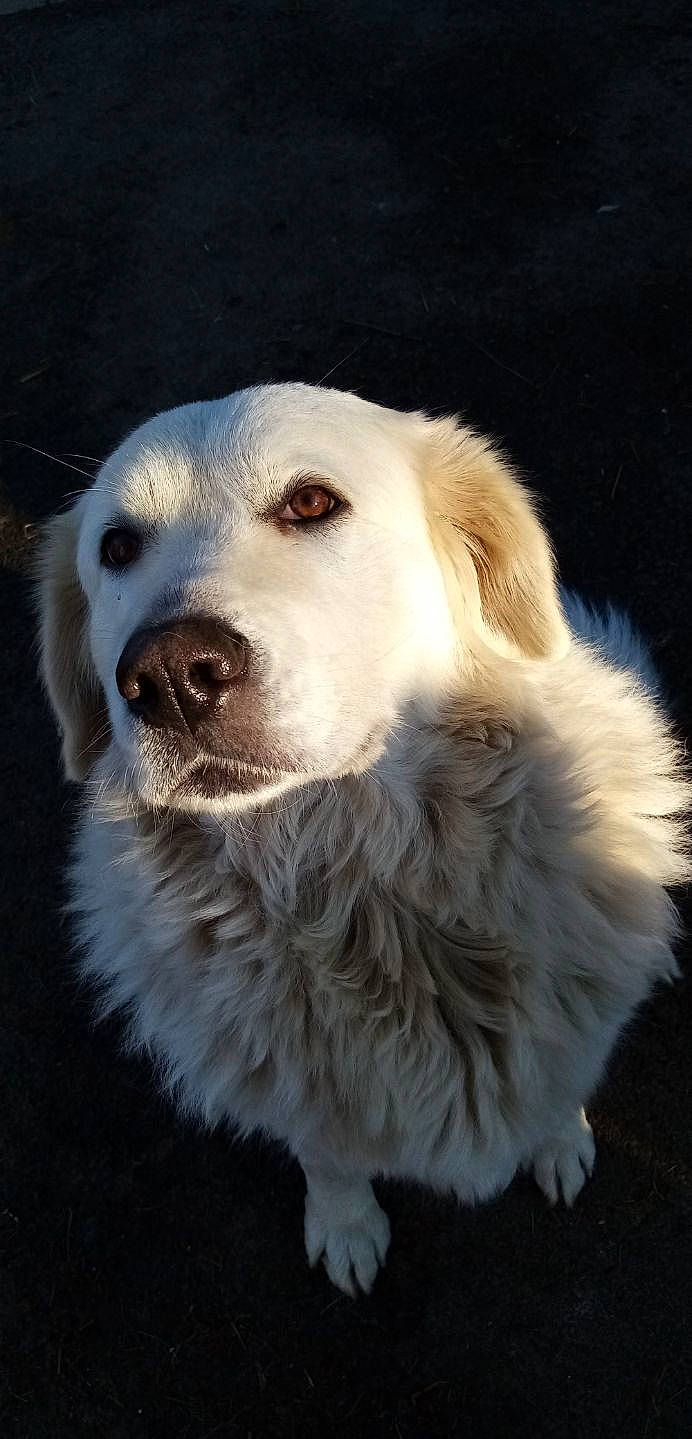 Eole a rejoint le concours — aidez-le/la à gagner de superbes lots ! ancient_dog_breeds, canidae, carnivore, companion_dog, dog, dog_breed, fang, fur, great_pyrenees, gun_dog, livestock_guardian_dog, maremma_sheepdog, polish_tatra_sheepdog, retriever, slovak_cuvac, snout, sporting_group, whiskers, working_dog