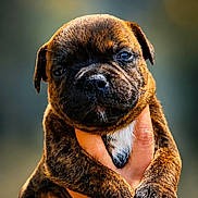 Booba a rejoint le concours — aidez-le/la à gagner de superbes lots ! puppy, dog, brindle, hand, cute, pet, animal, fur, small, young, portrait, outdoor, bokeh, warm_light, closeup, holding, adorable, expression, mammal, face
