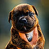 puppy, dog, brindle, hand, cute, pet, animal, fur, small, young, portrait, outdoor, bokeh, warm_light, closeup, holding, adorable, expression, mammal, face