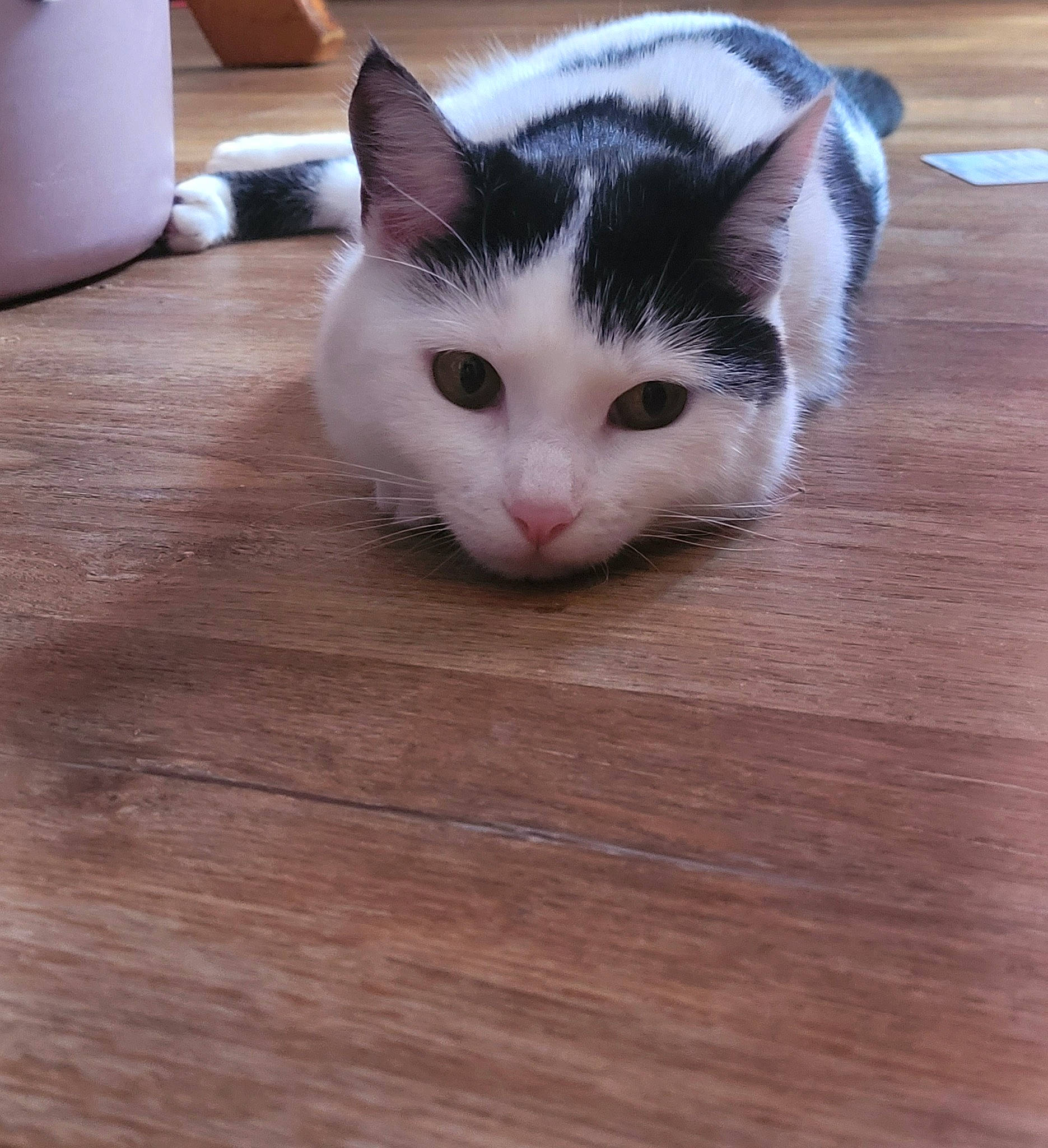 Eevee joined the competition — help win amazing prizes! carnivore, cat, domestic_short_haired_cat, eye, felidae, floor, flooring, foot, fur, hardwood, laminate_flooring, paw, small_to_medium_sized_cats, snout, tail, varnish, whiskers, wood, wood_flooring, wood_stain