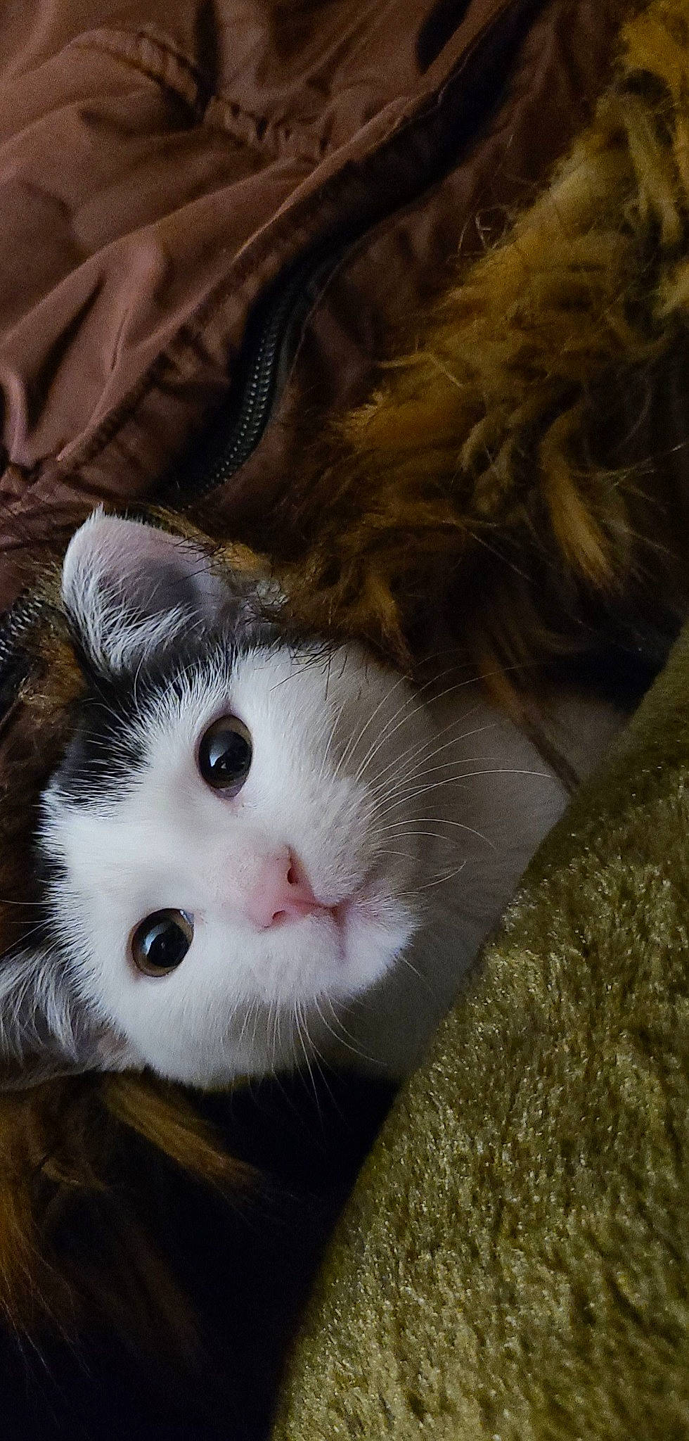 Eevee joined the competition — help win amazing prizes! carnivore, cat, comfort, domestic_short_haired_cat, eye, felidae, fur, head, iris, paw, small_to_medium_sized_cats, snout, tail, terrestrial_animal, whiskers