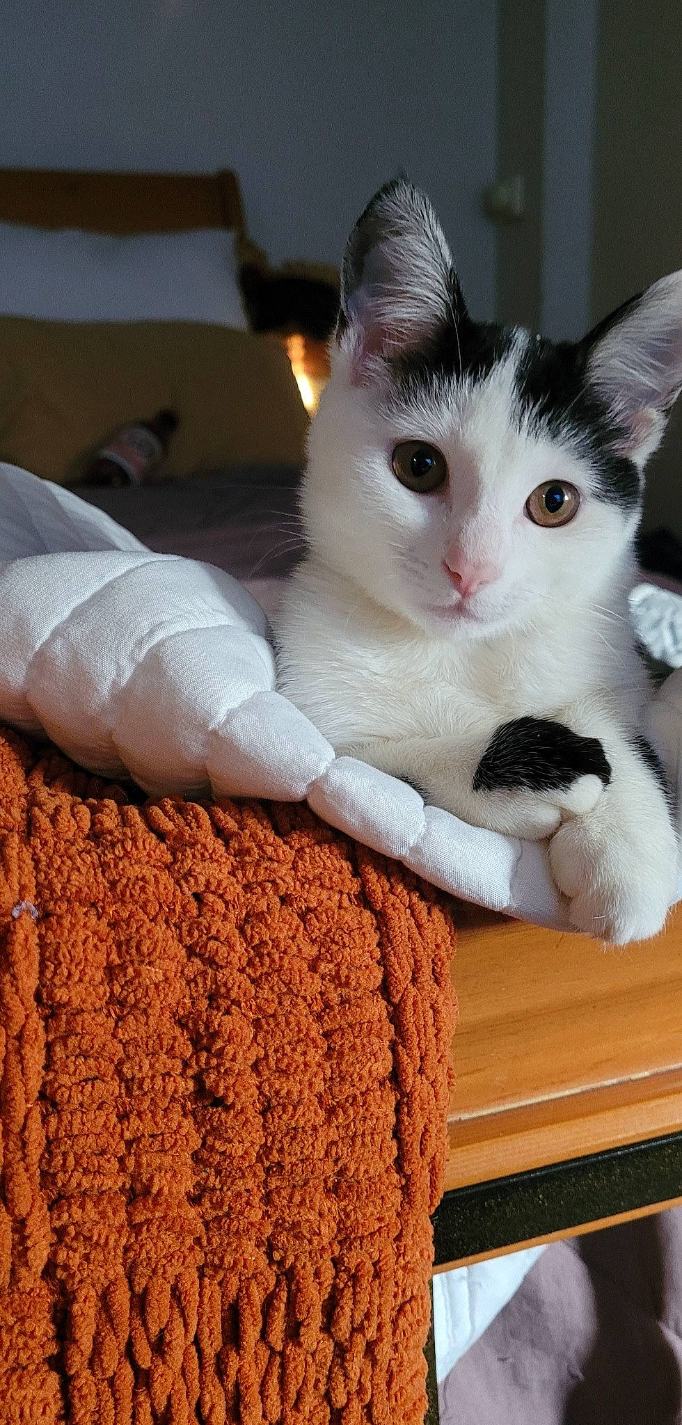 Eevee is registered to the contest to win money with this photo: box, carnivore, cat, cat_furniture, claw, comfort, domestic_short_haired_cat, felidae, fur, linens, paw, small_to_medium_sized_cats, tail, whiskers, wood, woolen