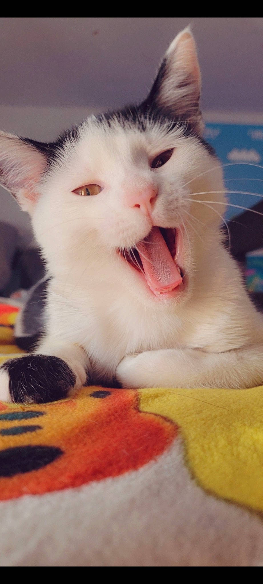 Eevee joined the competition — help win amazing prizes! carnivore, cat, cat_supply, claw, comfort_food, domestic_short_haired_cat, fang, felidae, foot, fur, jaw, paw, photo_caption, small_to_medium_sized_cats, snout, tail, whiskers