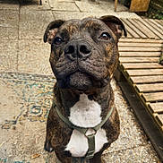 Vandamme a rejoint le concours — aidez-le/la à gagner de superbes lots ! animal, brindle, canine, close_up, daylight, dog, ears, floor, fur, garden, harness, looking_up, outdoor, pet, portrait, rug, sitting, snout, whiskers, wooden_walkway
