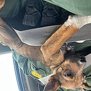 Luna joined the competition — help win amazing prizes! auto_part, automotive_exterior, automotive_window_part, bat, canidae, car, car_seat, carnivore, dog_breed, electric_blue, fawn, fur, gesture, hood, motor_vehicle, snout, vehicle, vehicle_door, wildlife, windshield