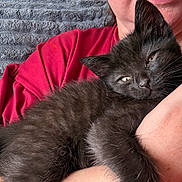 Moose joined the competition — help win amazing prizes! person, cat, kitten, black_cat, pet, animal, furry, sleepy, face, ear, whiskers, fur, couch, blanket, red_shirt, arm, hand, closeup, indoor, affection