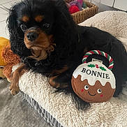 Bonnie participe au concours pour gagner de l'argent avec cette photo : dog, black_dog, tan_dog, toy, plush_toy, bed, carpet, indoor, pet_bed, cozy, relaxed, animal, cute, curly_hair, floor, basket, home, comfort, soft, smiling_toy