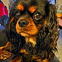 Bonnie participe au concours pour gagner de l'argent avec cette photo : animal, black_and_brown, cavalier_king_charles_spaniel, close_up, companion, cozy, cute, dog, domestic, friendly, furry, indoor, lap, long_ears, mammal, pet, portrait, relaxed, resting, wavy_fur