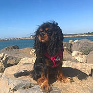 Bonnie participe au concours pour gagner de l'argent avec cette photo : animal, black_fur, blue_sky, brown_fur, calm, canine, coast, daytime, dog, fur, harness, landscape, nature, outdoor, pet, rock, sea, sitting, sunny, water