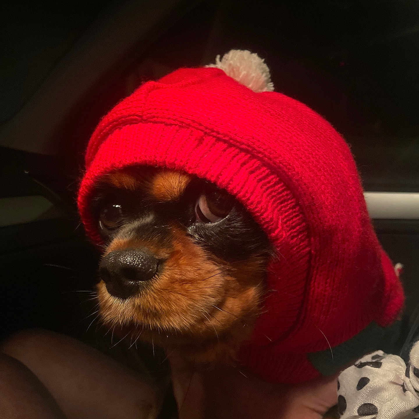 Bonnie a rejoint le concours — aidez-le/la à gagner de superbes lots ! animal, black_fur, brown_fur, close_up, cozy, cute, dog, expression, face, hand_holding, indoor, knitted_hat, pet, pom_pom, portrait, puppy, red_hat, small_dog, warm_lighting, winter_clothing