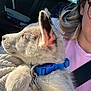 Alpine a rejoint le concours — aidez-le/la à gagner de superbes lots ! puppy, dog, fur, blue_collar, leash, person, partial_face, glasses, car_interior, seatbelt, sunlight, ear, nose, closeup, cozy, holding, passenger, knit_blanket, window, travel