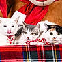 Krug a rejoint le concours — aidez-le/la à gagner de superbes lots ! three_cats, white_cat, calico_cat, gray_tabby, holiday_theme, plaid_blanket, red_scarf, teddy_bear, plush_background, cat_portrait, whiskers, green_eyes, pet, indoor, cute, cozy, paws, fur, festive, animal
