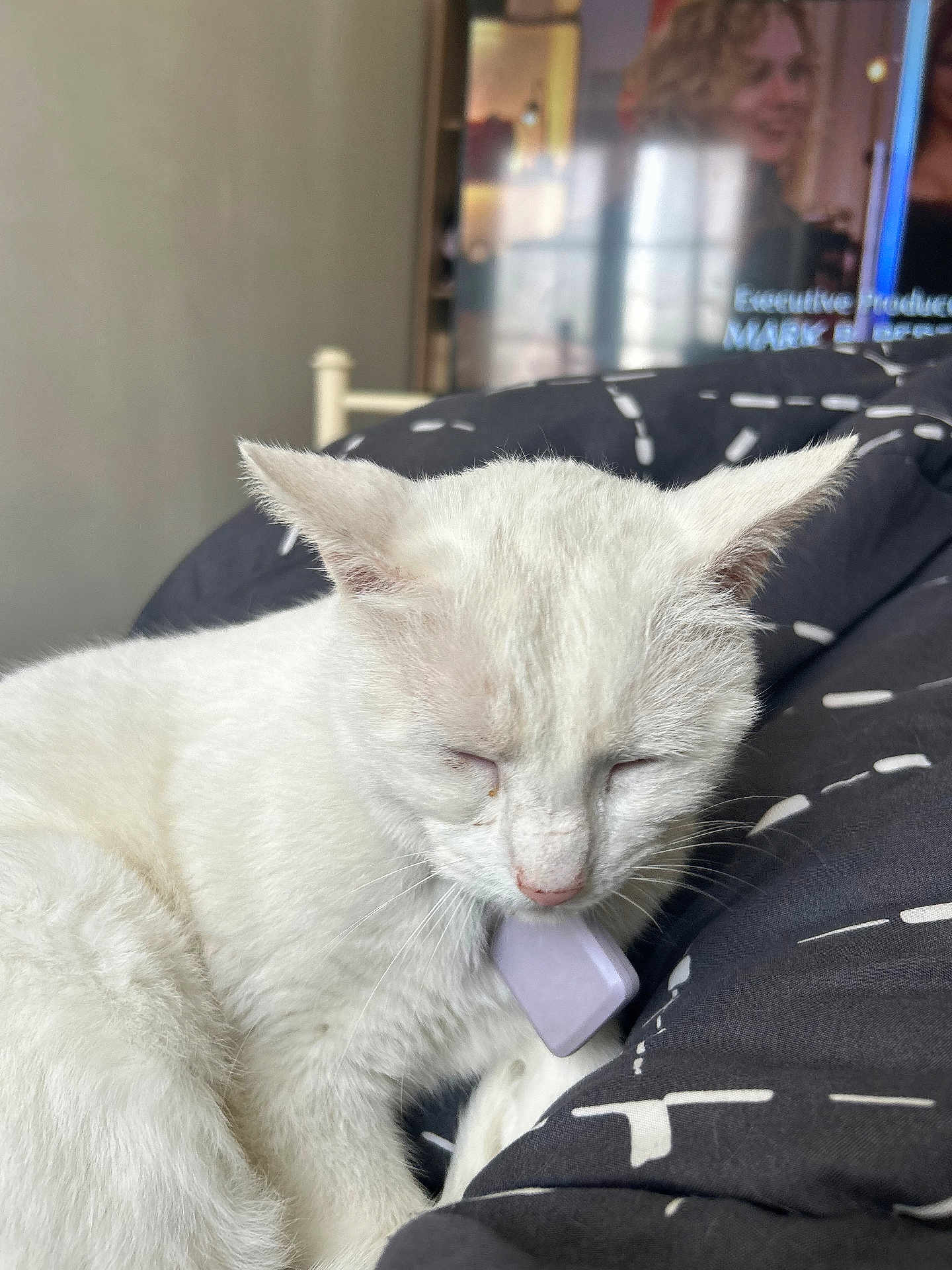 Krug a rejoint le concours — aidez-le/la à gagner de superbes lots ! cat, white_cat, kitten, pet, sleeping, cozy, blanket, duvet, bed, indoor, television, tv_screen, human_face, whiskers, fur, collar, tag, close_up, relaxing, home