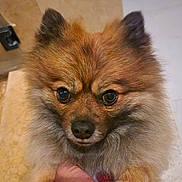 Lucky joined the competition — help win amazing prizes! dog, pomeranian, fluffy, pet, indoor, close_up, hand, paw, cute, animal, brown_fur, small_dog, looking_up, companion, friendly, domestic, canine, adorable, furry, portrait