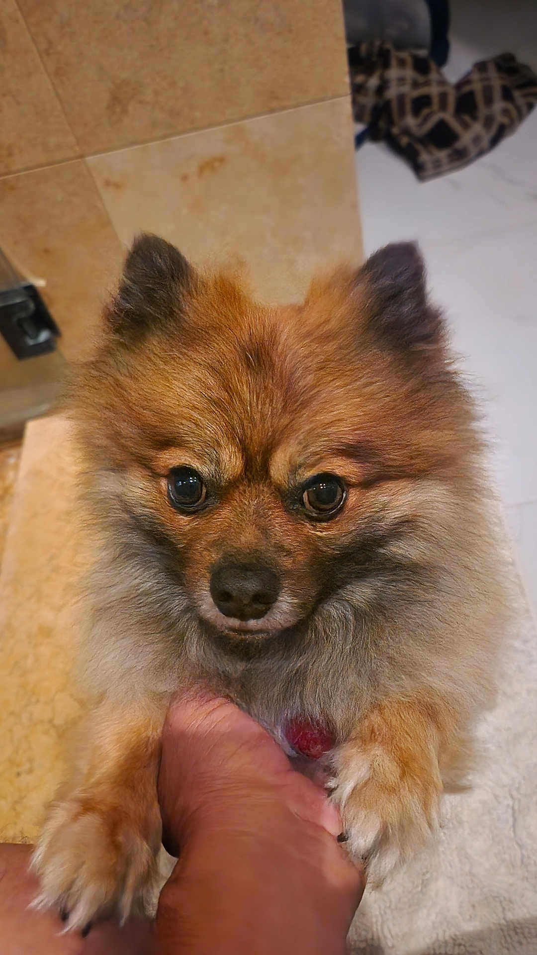 Lucky joined the competition — help win amazing prizes! dog, pomeranian, fluffy, pet, indoor, close_up, hand, paw, cute, animal, brown_fur, small_dog, looking_up, companion, friendly, domestic, canine, adorable, furry, portrait