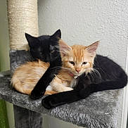 Midnight is registered to the contest to win money with this photo: animal, black_cat, cat, cat_tree, companions, cuddling, cute, domestic_cat, ears, feline, fur, indoor, kitten, orange_cat, paws, pet, resting, sleepy, snuggling, whiskers