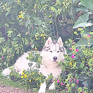 Looping a rejoint le concours — aidez-le/la à gagner de superbes lots ! dog, husky, animal, pet, outdoor, garden, plants, flowers, greenery, nature, fur, canine, relaxed, laying_down, bush, colorful, leaf, quiet, daylight, flora