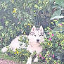 dog, husky, animal, pet, outdoor, garden, plants, flowers, greenery, nature, fur, canine, relaxed, laying_down, bush, colorful, leaf, quiet, daylight, flora