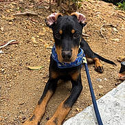 Barkley joined the competition — help win amazing prizes! dog, puppy, doberman, outdoor, leash, harness, dirt, curious, animal, pet, young, brown, black, ears, paws, nature, closeup, lying_down, alert, canine