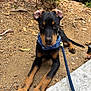 alert, animal, black, brown, canine, closeup, curious, dirt, doberman, dog, ears, harness, leash, lying_down, nature, outdoor, paws, pet, puppy, young