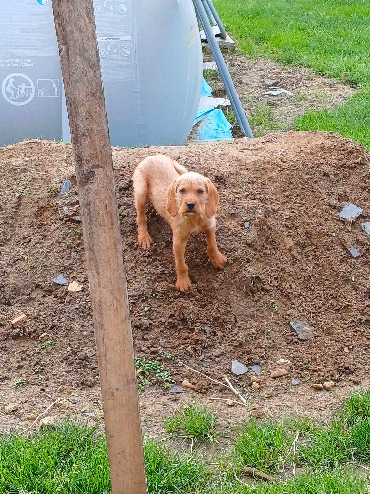 Alfa a rejoint le concours — aidez-le/la à gagner de superbes lots ! puppy, dog, dirt, outdoor, grass, wooden_post, mound, yard, container, nature, pet, young_dog, animal, alert, standing, brown_dog, curious, ground, playful, canine