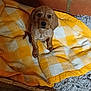 animal, blanket, brick_wall, brown_fur, checkered, cozy, cute, dog, domestic_animal, floor, fur, indoor, looking_at_camera, pet, puppy, resting, small_dog, soft_texture, yellow, young_dog