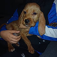 Alfa participe au concours pour gagner de l'argent avec cette photo : child, puppy, dog, brown_dog, pet, holding, hands, casual_clothing, blue_jacket, black_pants, kappa_logo, indoor, couch, relaxed, young, cute, face_partial, animal, person, cozy