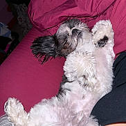 Cj. is registered to the contest to win money with this photo: animal, black, companion, couch, cozy, cute, dog, domestic, fluffy, fur, home, indoor, laying_down, nose, paw, pet, relaxed, resting, sleeping, white