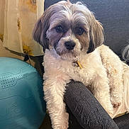 Oso joined the competition — help win amazing prizes! animal, armrest, chair, companion, couch, cozy, curtain, cute, dog, domestic, exercise_ball, fluffy, fur, home, indoor, looking, pet, relaxed, resting, sunflower_pattern