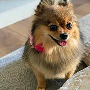 Frankie is registered to the contest to win money with this photo: dog, pomeranian, small_dog, fluffy, pet, indoor, rug, happy, tongue_out, collar, flower, brown_fur, cute, animal, companion, portrait, domestic, canine, furry, standing