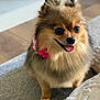 dog, pomeranian, small_dog, fluffy, pet, indoor, rug, happy, tongue_out, collar, flower, brown_fur, cute, animal, companion, portrait, domestic, canine, furry, standing