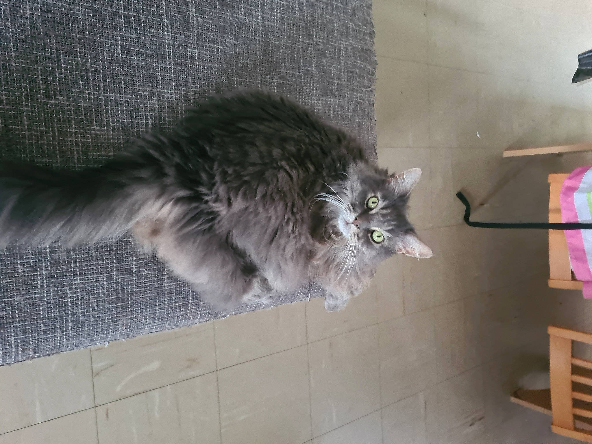 Pina a rejoint le concours — aidez-le/la à gagner de superbes lots ! british_longhair, carnivore, cat, comfort, domestic_short_haired_cat, felidae, flooring, fur, grey, paw, small_to_medium_sized_cats, tail, whiskers