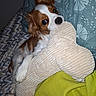 Birdy participe au concours pour gagner de l'argent avec cette photo : dog, puppy, cavalier_king_charles_spaniel, pet, animal, brown_and_white, floppy_ears, wide_eyes, black_nose, indoors, cozy, cushion, corduroy, blanket, bedding, patterned_background, lime_green, sitting, portrait, cute