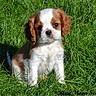 Birdy a rejoint le concours — aidez-le/la à gagner de superbes lots ! adorable, animal, brown_and_white, canine, cute, dog, ears, eyes, fluffy, fur, grass, nature, outdoor, pet, portrait, puppy, sitting, small_dog, sunlight, young_dog