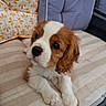 Birdy a rejoint le concours — aidez-le/la à gagner de superbes lots ! animal, brown_and_white, cavalier_king_charles_spaniel, closeup, comfort, couch, cushion, cute, dog, ears, face, fur, home, indoor, nose, paw, pet, puppy, relaxing, whiskers