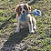 Birdy