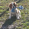 animal, brown_and_white, cute, daylight, dog, grass, ground, nature, outdoor, pet, playing, portrait, puppy, rope_toy, shadow, sitting, small_dog, sunlight, toy, young_dog