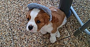 Birdy participe au concours pour gagner de l'argent avec cette photo : animal, brown_and_white, close_up, curious, cute, dog, feet, floor, hat, looking_up, metal_table_leg, outdoor, pebble_floor, pet, puppy, sandals, scrunchie, small_dog, standing, toenails