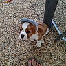 animal, brown_and_white, close_up, curious, cute, dog, feet, floor, hat, looking_up, metal_table_leg, outdoor, pebble_floor, pet, puppy, sandals, scrunchie, small_dog, standing, toenails