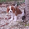 dog, puppy, cavalier_king_charles_spaniel, brown_and_white, sitting, outdoor, garden, gravel, palm_tree, stick, pet, animal, portrait, floppy_ears, white_chest, long_fur, looking_at_camera, ground, foliage, daylight