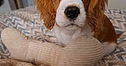 Birdy a rejoint le concours — aidez-le/la à gagner de superbes lots ! dog, puppy, cavalier_king_charles_spaniel, pet, animal, portrait, close_up, floppy_ears, brown_and_white, wide_eyes, black_nose, long_fur, sitting, bed, pillows, blanket, bedroom, indoors, cute, photography