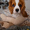 dog, puppy, cavalier_king_charles_spaniel, pet, animal, portrait, close_up, floppy_ears, brown_and_white, wide_eyes, black_nose, long_fur, sitting, bed, pillows, blanket, bedroom, indoors, cute, photography