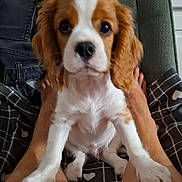 Birdy participe au concours pour gagner de l'argent avec cette photo : dog, puppy, cavalier_king_charles_spaniel, pet, animal, brown_and_white, floppy_ears, long_fur, large_eyes, black_nose, sitting, portrait, close_up, indoors, chair, blanket, human_hands, paws, cute, companion_animal